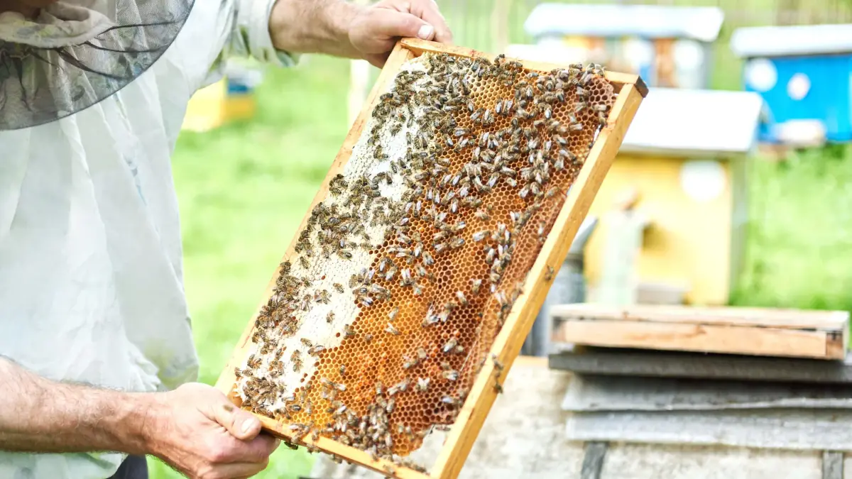 Košnice na Kosmaju - pčelarstvo Pualić sa preko 100 košnica